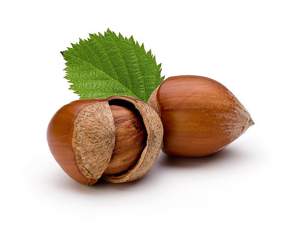 Close-up of hazelnuts isolated on white background Hazelnut on white backgroud hazelnut stock pictures, royalty-free photos & images