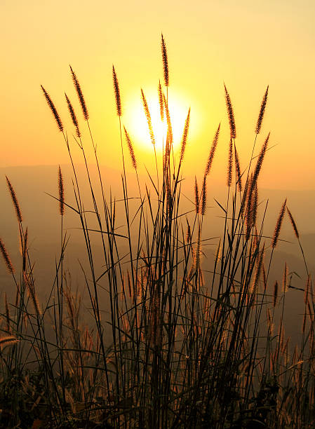 A grama, ao pôr do sol - foto de acervo