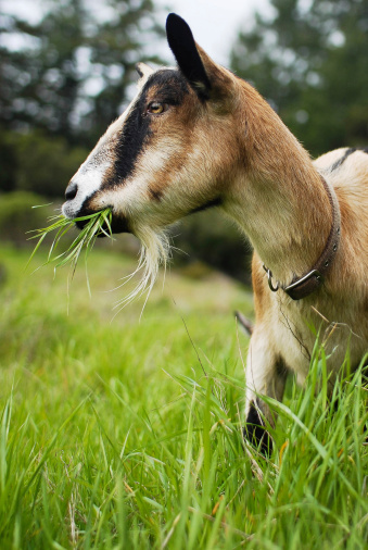 American Alpine dairy goat in field with mouth full of grass.