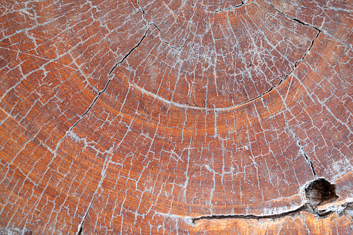 Close up plank wood table floor with natural pattern texture. Empty  wooden board  background.