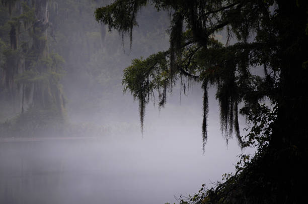 misty swamp - spring forest scenics wetland fotografías e imágenes de stock