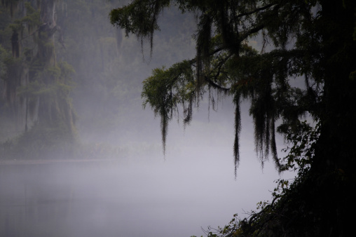 Swamp in early morning mist