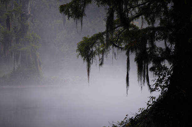 Misty swamp Swamp in early morning mist swamp stock pictures, royalty-free photos & images