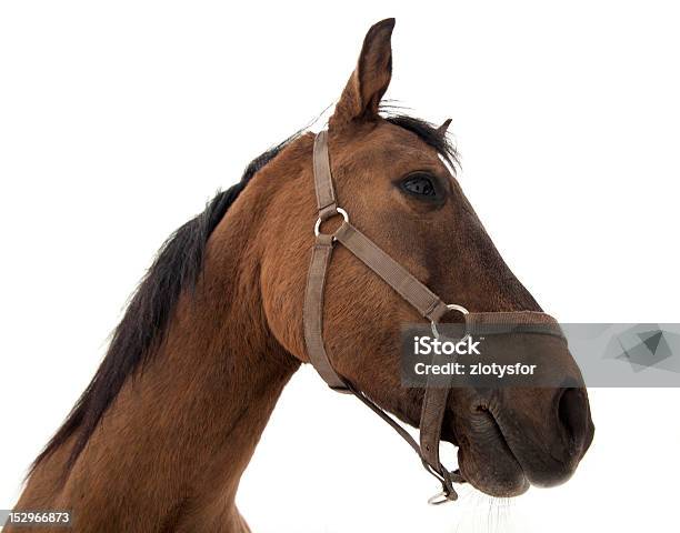 Cabeza De Caballo Foto de stock y más banco de imágenes de Aire libre - Aire libre, Animal doméstico, Caballo - Familia del caballo