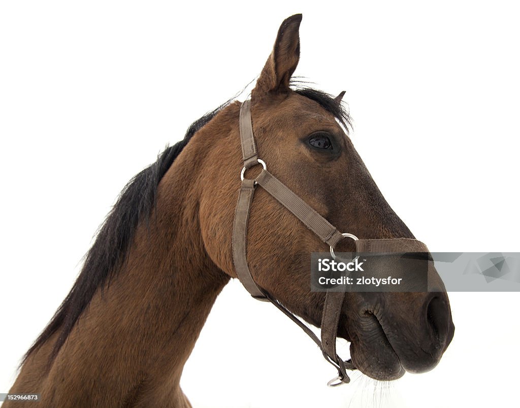 Cabeça de cavalo - Foto de stock de Animal doméstico royalty-free