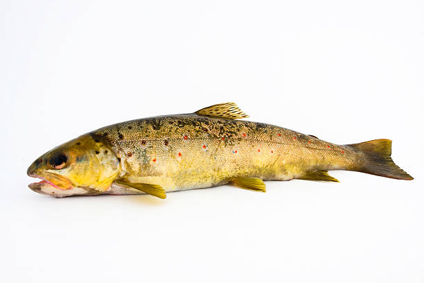 istock Brown trout - salmo trutta 152966957