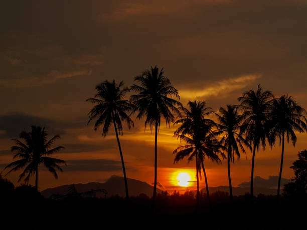 istock Palm tree silhouettes, Aceh, Indonesia 1529673250