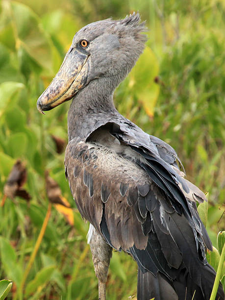 istock Wild Shoebill in Africa 152967627