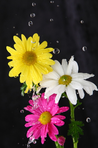 The rain drops are captured as they give their life giving moisture to the colorful Mums.
