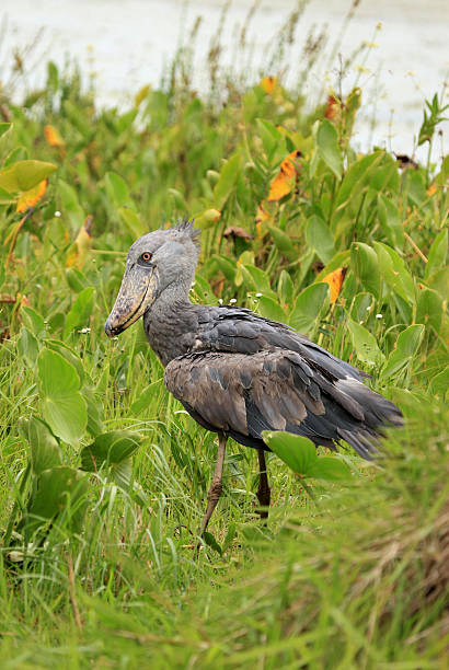 istock Wild Shoebill in  Africa 152967678