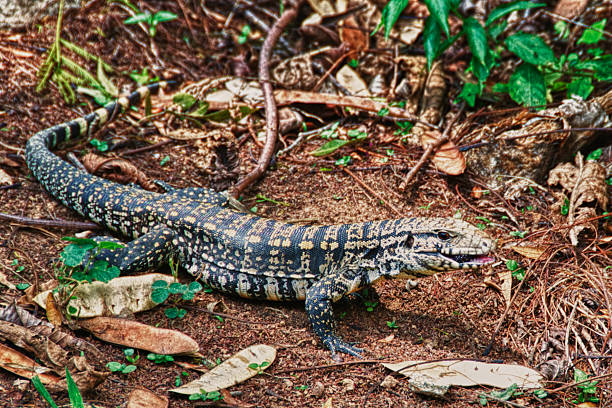 lizard lizard eating a blackberry. lizard island stock pictures, royalty-free photos & images