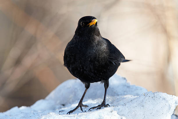 istock Blackbird on snowdrift - portrait 152967868