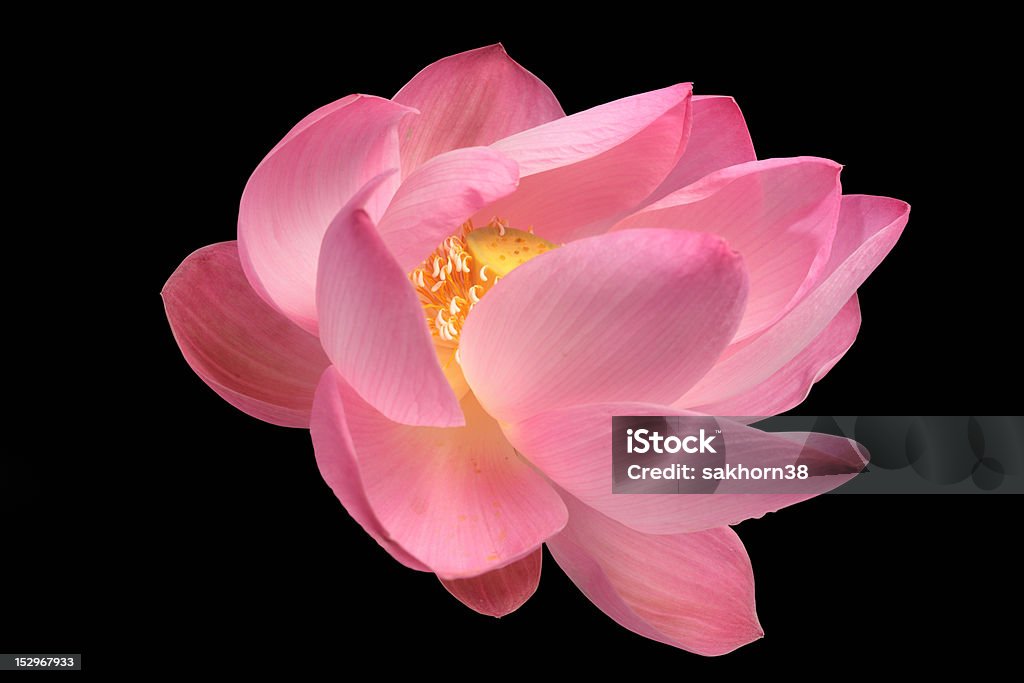 majestic lotus isolated on black background Beauty In Nature Stock Photo