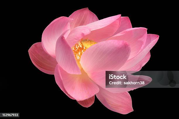 Majestic Lotus Isolated On Black Background Stock Photo - Download Image Now - Beauty In Nature, Blossom, Colors