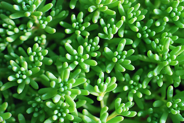 자연스럽다 녹색 배경 돌나물과 스톡 사진