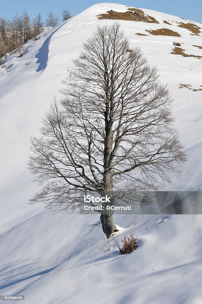 Great Wych Ulme in einer verschneiten Landschaft - Lizenzfrei Ast - Pflanzenbestandteil Stock-Foto