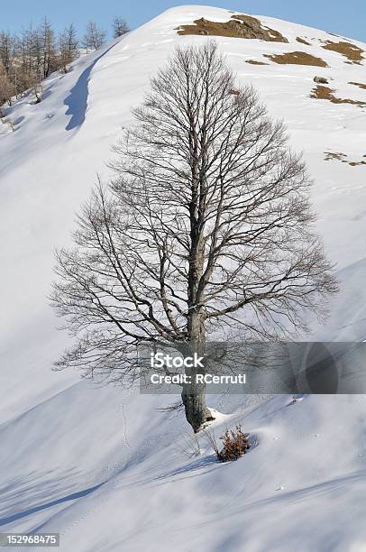 Great Wych Ulme In Einer Verschneiten Landschaft Stockfoto und mehr Bilder von Ast - Pflanzenbestandteil - Ast - Pflanzenbestandteil, Baum, Botanik