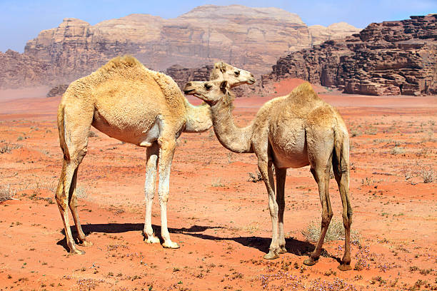 istock wild camels in the Wadi Rum desert 152968588