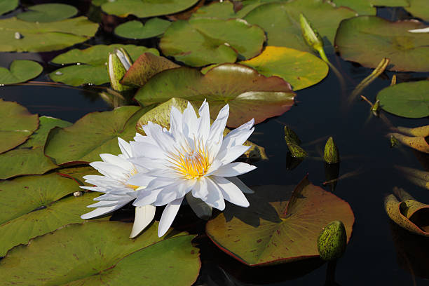 istock Two white water lilies on a sunny day 152968854