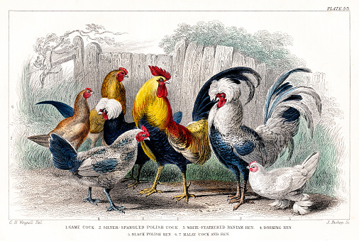 Game Cock, Silver Spangled, White Feathered Bantam Hen, Dorking Hen, Black Polish Hen, Malay Cock - Rare Original from 