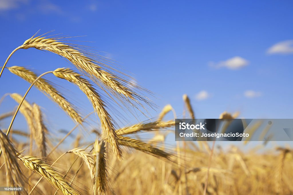 Ripe wheat in the field, close up in a sunny summer day. Shallow DOF. Canon EOS 5D MarkII Agricultural Field Stock Photo