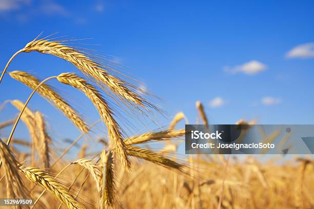 Ripe Wheat In The Field Close Up Stock Photo - Download Image Now - Agricultural Field, Agriculture, Castilla y León
