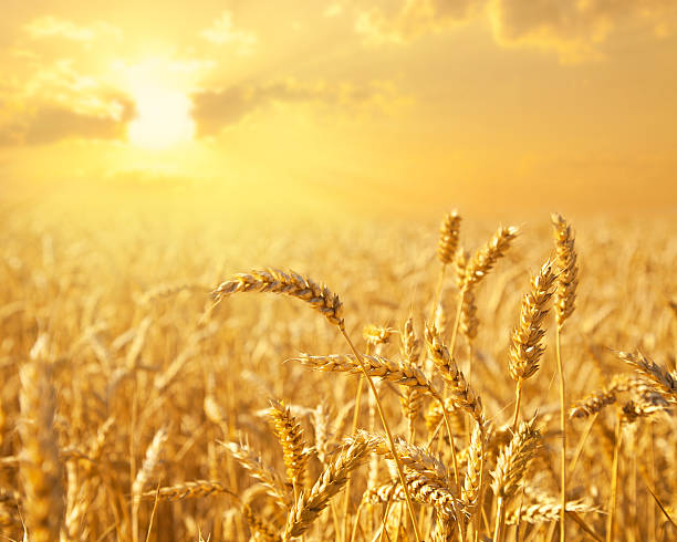 istock Wheat in the field at a golden sunset 152969521