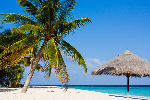 istock wonderful landscape with a palm 152969596