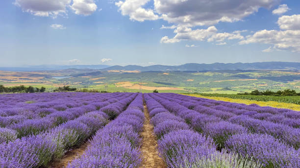istock Lavender field and purple lavender flowers 1529698167