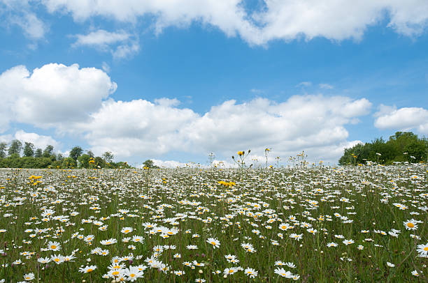 Daisies in Medaow - foto stock