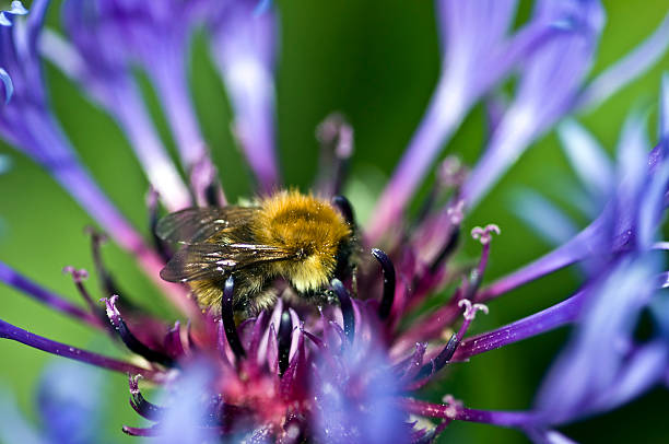 Bee collects pollen from a Stokes' aster stock photo