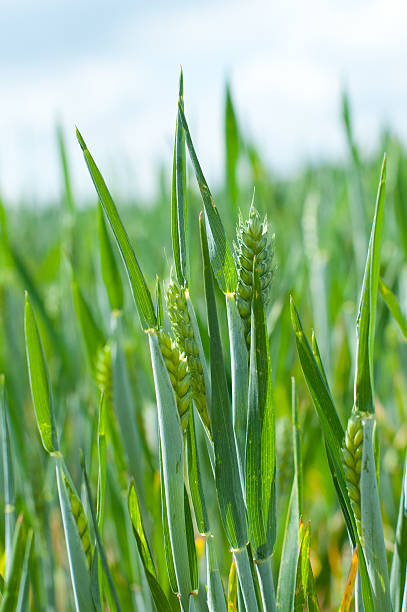 Campo di grano in crescita - foto stock