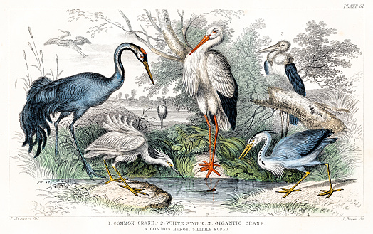 Birds: Crane, White Stork, Heron, Egret - Rare Original from 