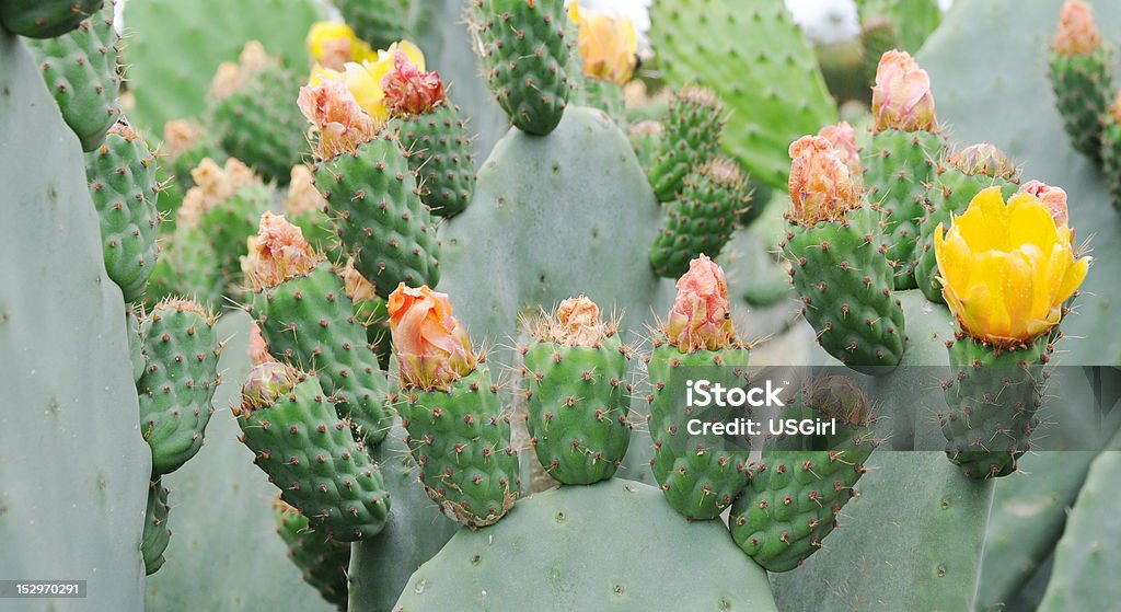 Cactus Plant Blooming Flower Stock Photo