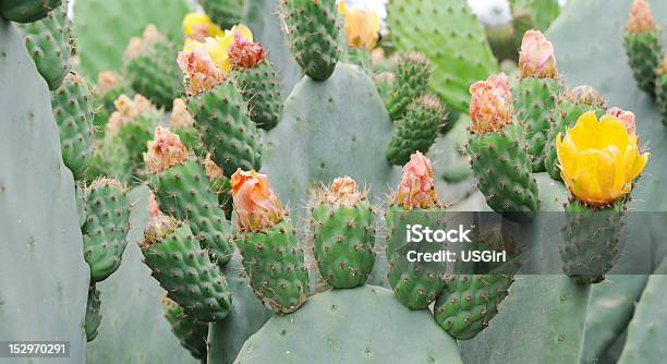 Cactus Plant Blooming Stock Photo - Download Image Now - Flower, Horizontal, Nature