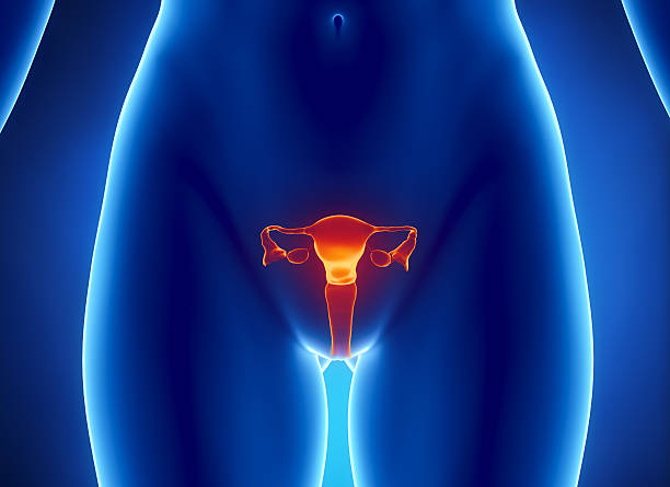 Female REPRODUCTIVE system x-ray view Anterior view of  uterus, fallopian tube, ovary, cervix. cervix photos stock pictures, royalty-free photos & images
