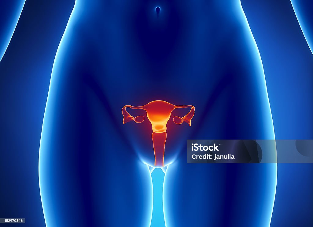 Reprodutor feminino sistema vista de raios x - Foto de stock de Órgão reprodutor feminino royalty-free