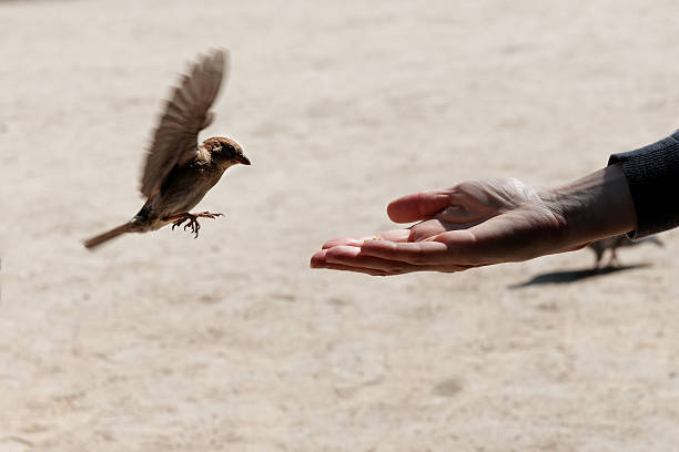 istock Bird and hand with food 152970604