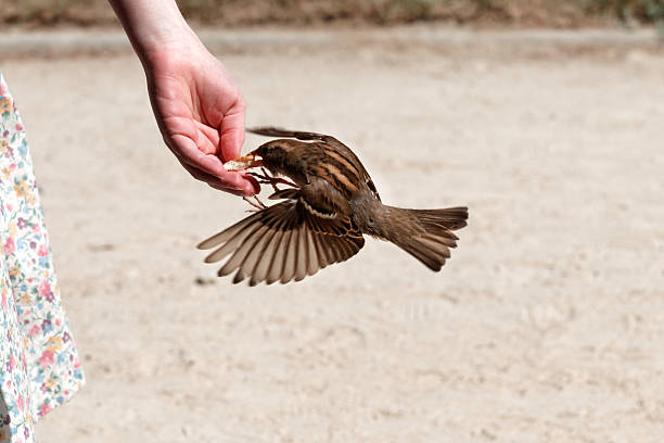 istock The bird eating in hand 152970629