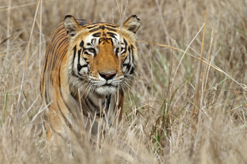 Territory-holding bengal tiger male in the grasslands of Kanha National Park, Madhya Pradesh, Central India
