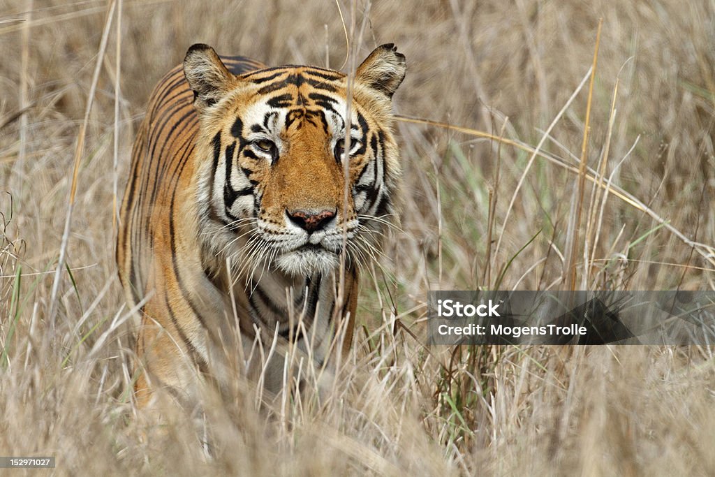 Wild Bengal tiger male sneaking through the grass, India Territory-holding bengal tiger male in the grasslands of Kanha National Park, Madhya Pradesh, Central India Grass Stock Photo