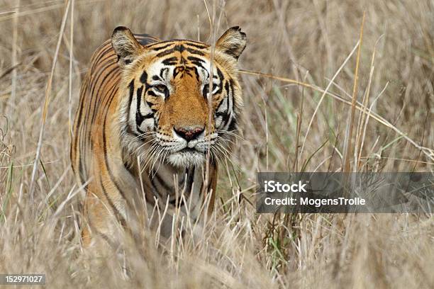 Wild Bengal Tiger Male Sneaking Through The Grass India Stock Photo - Download Image Now