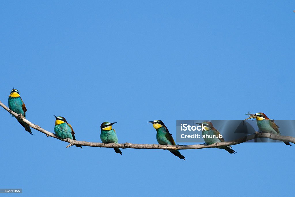European Bee Eaters European Bee Eaters on a branch Adult Stock Photo