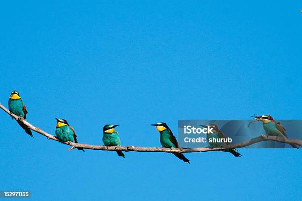 European Bee Eaters Stock Photo - Download Image Now - Adult, Animal Migration, Bee-Eater