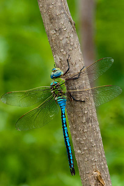 コウテイギンヤンマ - wing dragonfly animal eye blue ストックフォトと画像