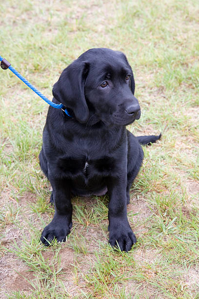 istock Portrait of a black lab puppy 152971268