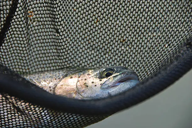 One rainbow trout laying in a fishing net.