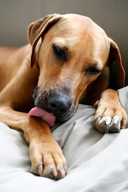 Dog licking its paw.