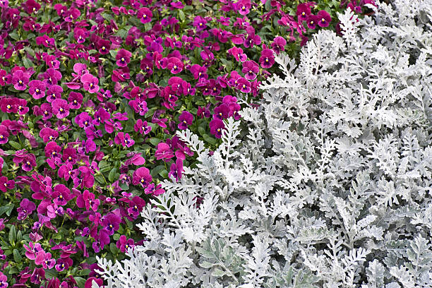 Purple pansies and silvery leaves Bed of purple pansies and silvery leaves of dusty miller cineraria maritima stock pictures, royalty-free photos & images
