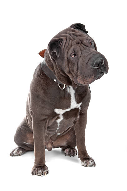 istock Chinese Shar-Pei dog 152972210